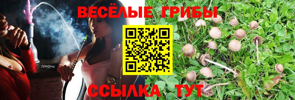 Псилоцибиновые грибы мицелий  Галлюциногенные грибы Psilocybe  Тайшет  Вход с VPN 